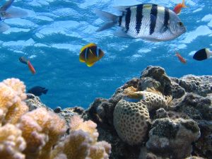 Understanding the value of Marine ecosystems